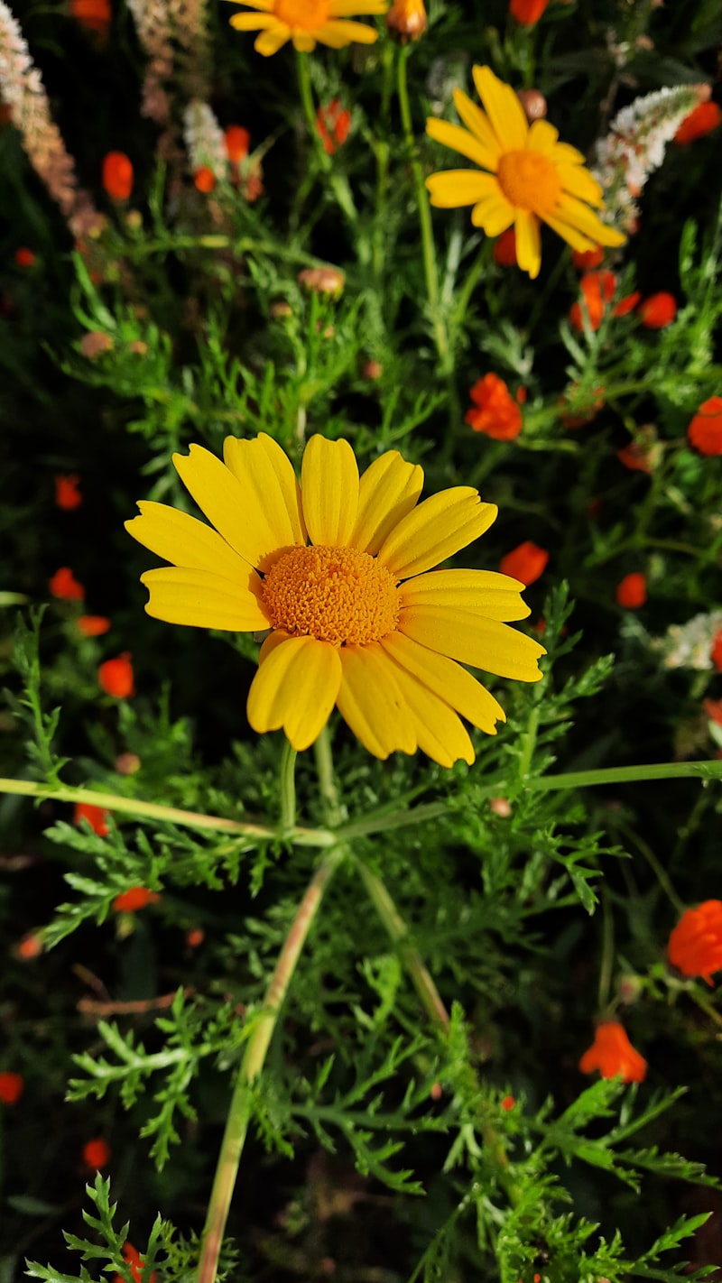 Adonis Nerenin Malı Markası? Adonis Nerenin Malı Markası?