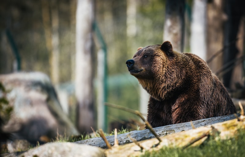 Bad Bear Hangi Ülkenin Markasıdır? Bad Bear Hangi Ülkenin Markasıdır?