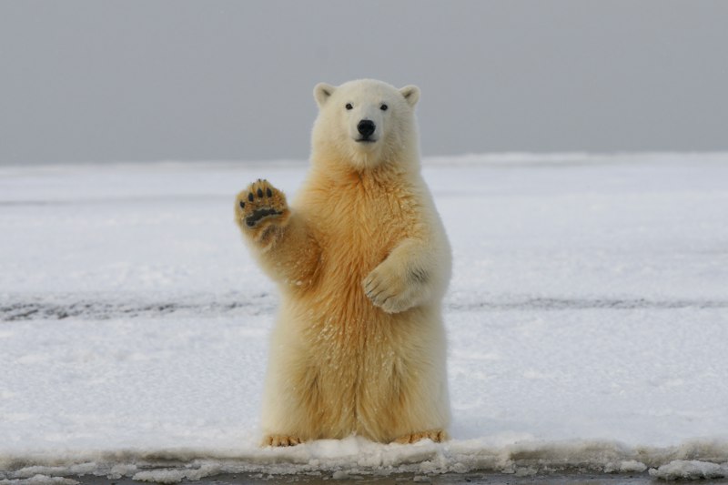 Bad Bear Hangi Ülkenin Markasıdır? Bad Bear Hangi Ülkenin Markasıdır?