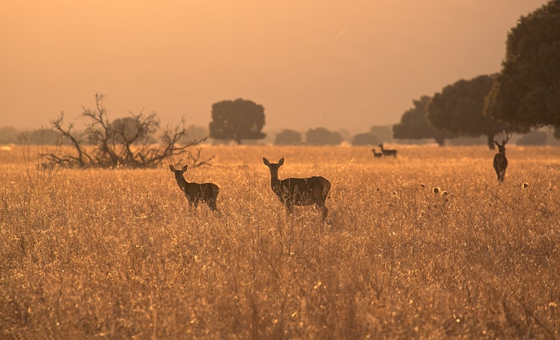 Bambi Ayakkabı Nerenin Markasıdır?