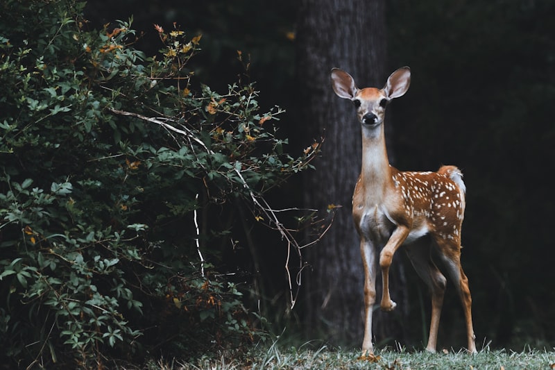 uploaded image bambi hangi ulke mali 1708040605432