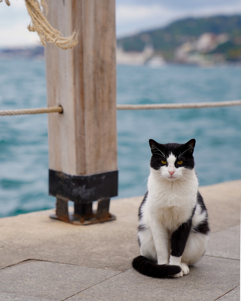uploaded image bebek mamalari markalari hakkinda bilgi 1708041280994