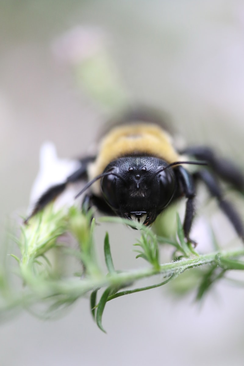 Bee Goddess Hangi Ülkenin Markasıdır?