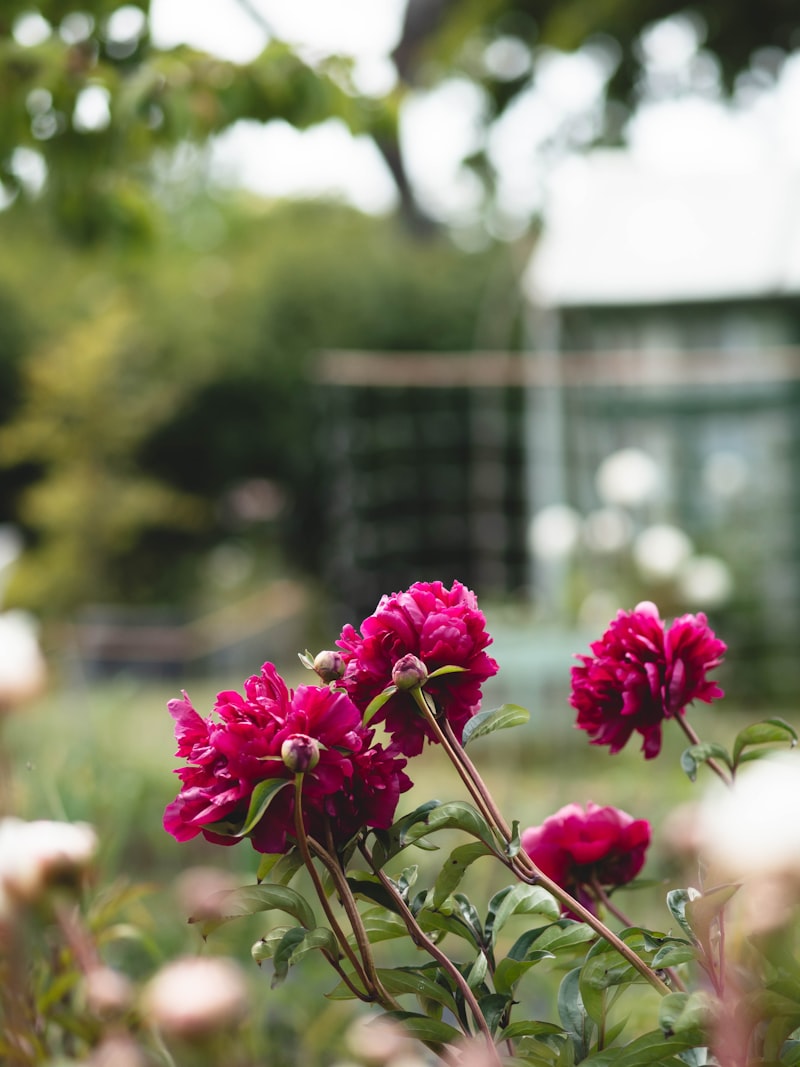 Blume Hangi Ülkenin Malı Markasıdır? Blume Hangi Ülkenin Malı Markasıdır?