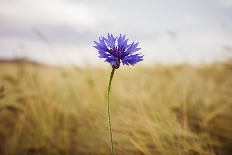 Blume Hangi Ülkenin Malı Markasıdır? Blume Hangi Ülkenin Malı Markasıdır?