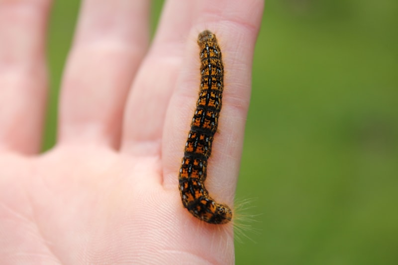 Caterpillar Hangi Ülkeye Ait CAT Hangi Ülkenin Markası?