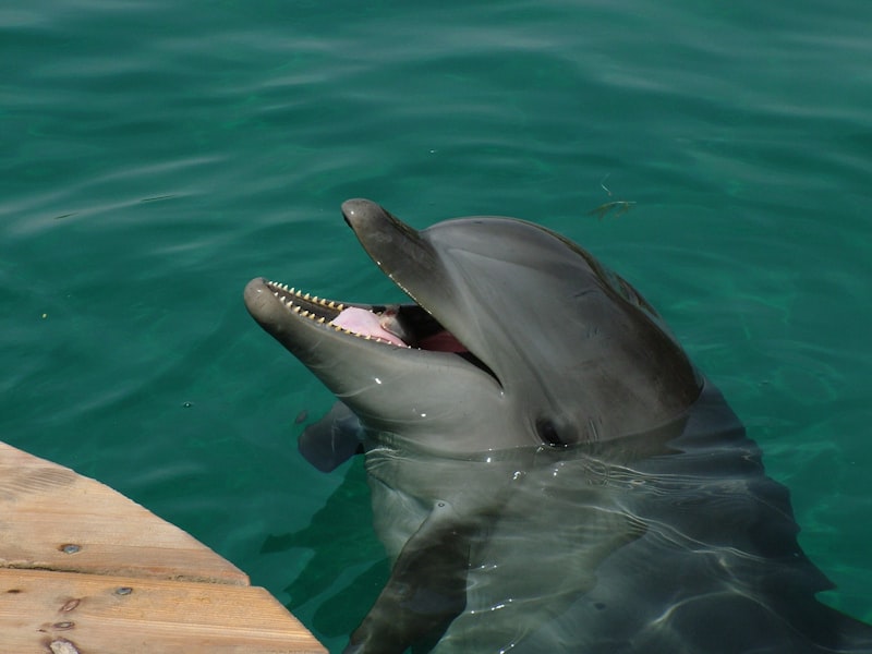Dolphin Browser Hangi Ülkenin Markası? Dolphin Browser Hangi Ülkenin Markası?
