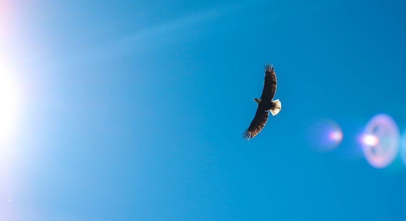 Eagle Hangi Ülkenin Malı Markası?