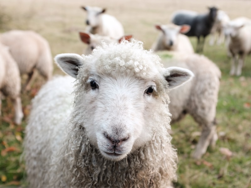 Farm Stay Hangi Ülkenin Malı Markası?