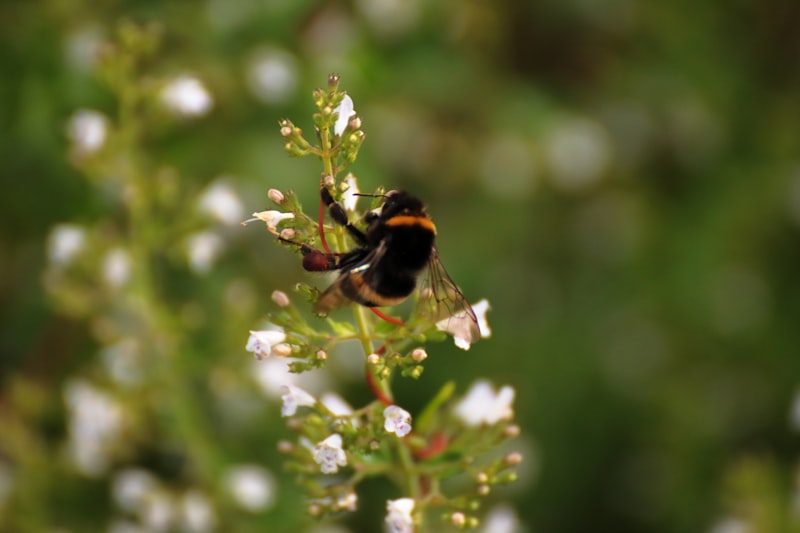 Hummel Hangi Ülkenin Markası?