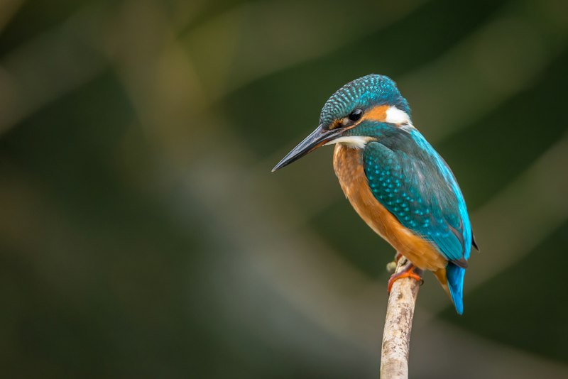 uploaded image kingfisher hangi ulkenin markasidir 1708041209203