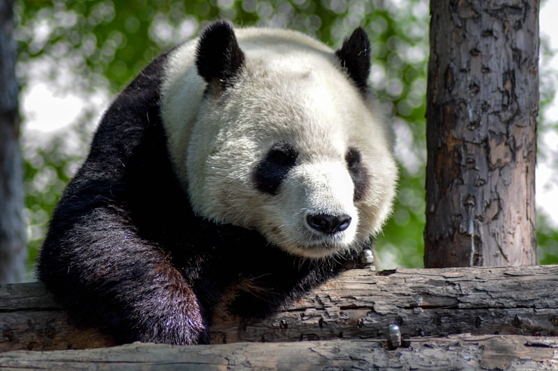 Panda Dondurma Hangi Ülkenin Malı Markası?