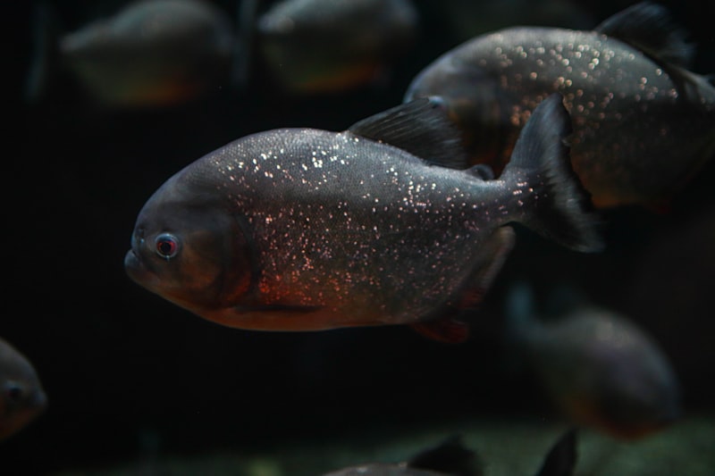 uploaded image piranha hangi ulkenin markasi 1708042385182