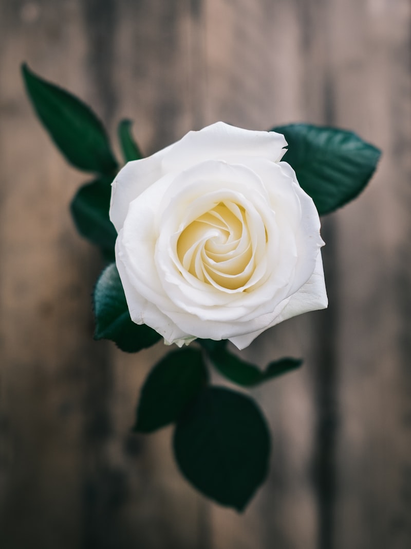 Roesia Rose Hangi Ülkenin Malı?