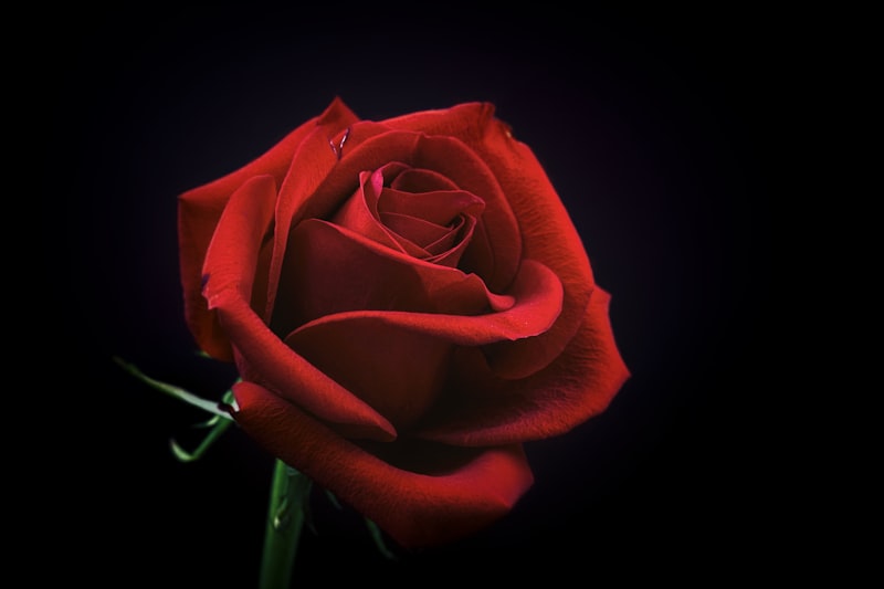 Roesia Rose Hangi Ülkenin Malı?