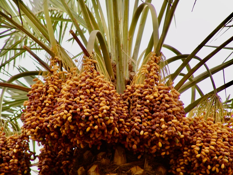 uploaded image saygin gida nerenin mali markasi 1707903301340