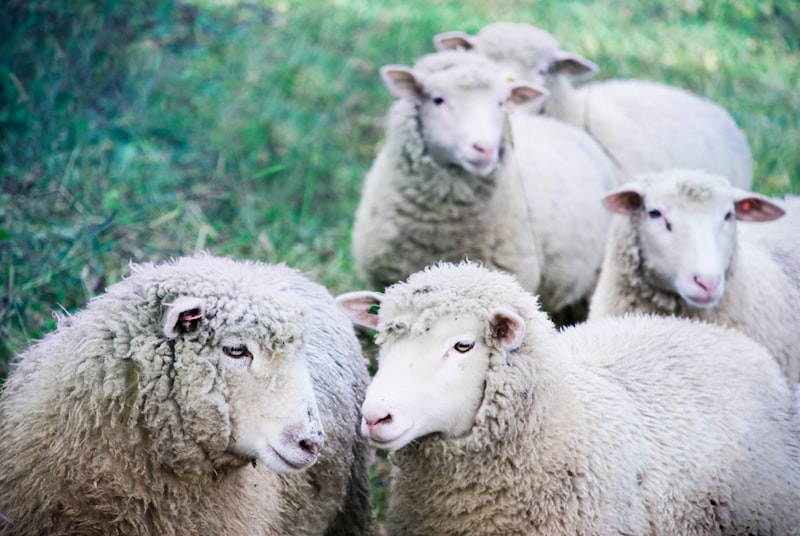 uploaded image sheep shaun hangi ulkenin markasi 1707819318599