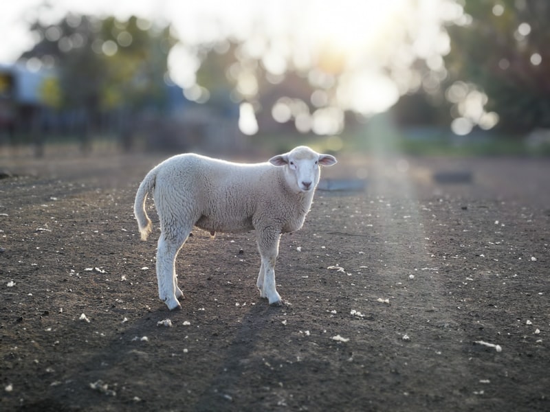 Sheep Shaun Hangi Ülkenin Markası?