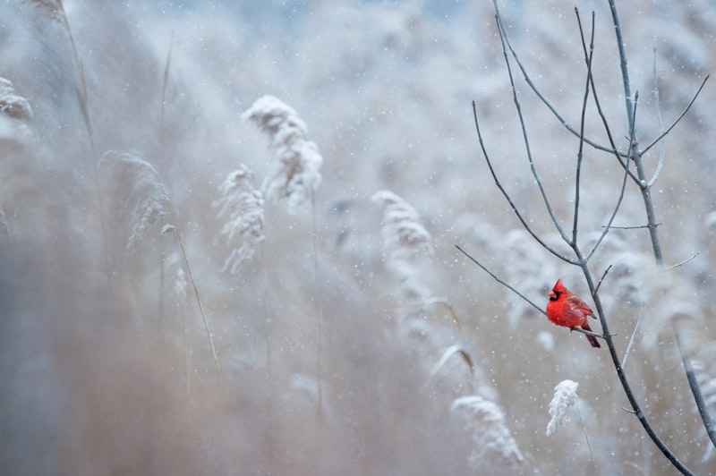 uploaded image snowy ulu kardesler market sahibi kimdir 1707819734496