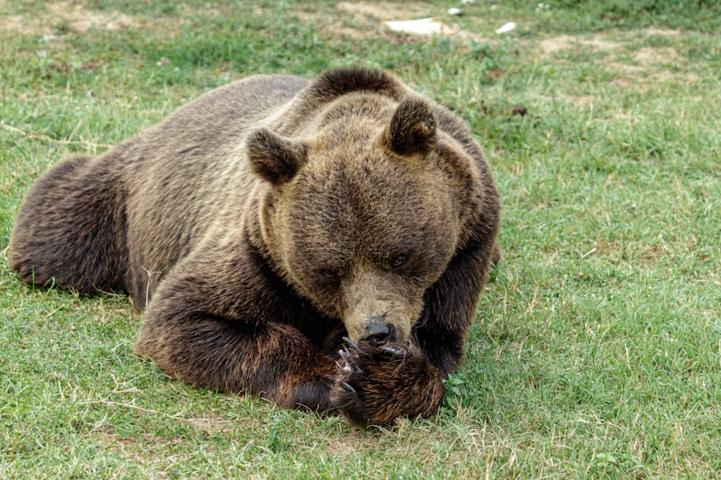 Tommy’s Bears Nerenin Malı Markası?