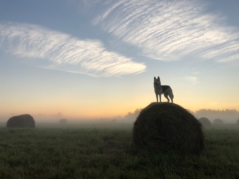 Wolf Garten Hangi Ülkenin Nerenin Malı Markasıdır?